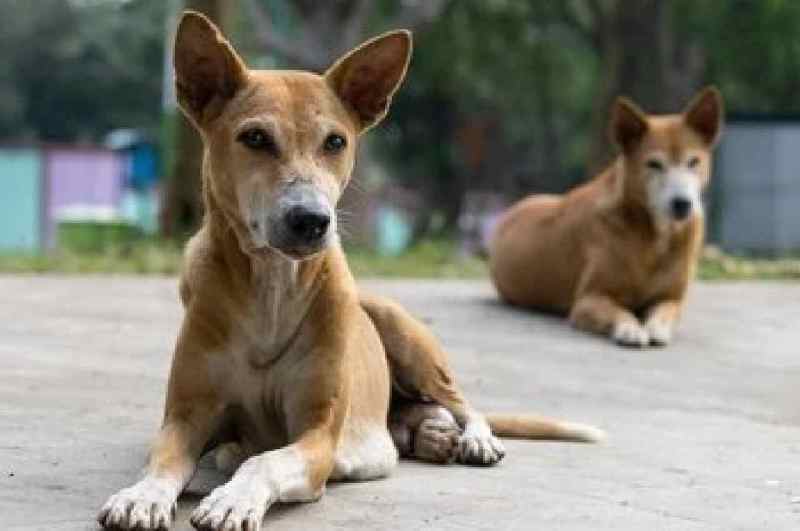 Stray dogs attack, dogs kill 3 year old girl, bite marks on dead body, Bareilly news, Bareilly latest news, cb ganj, bareilly