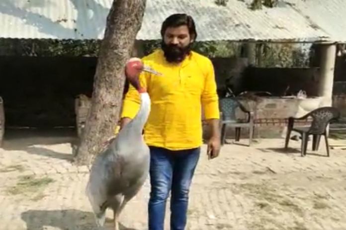 UP News: Arif and swan had unique friendship in Amethi, forest department took the bird