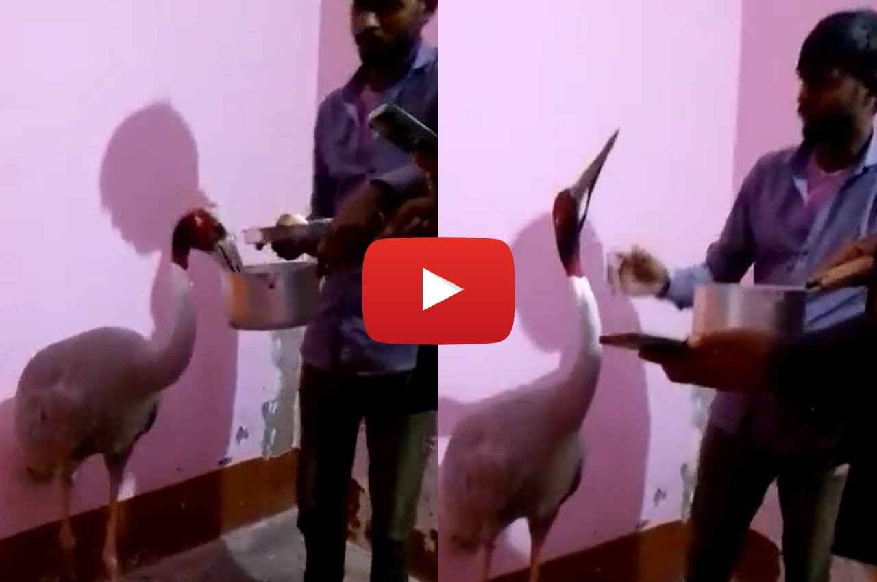 UP News: sarus bird and arif friendship in amethi, uttar pradesh, fly from 'bird sanctuary'
