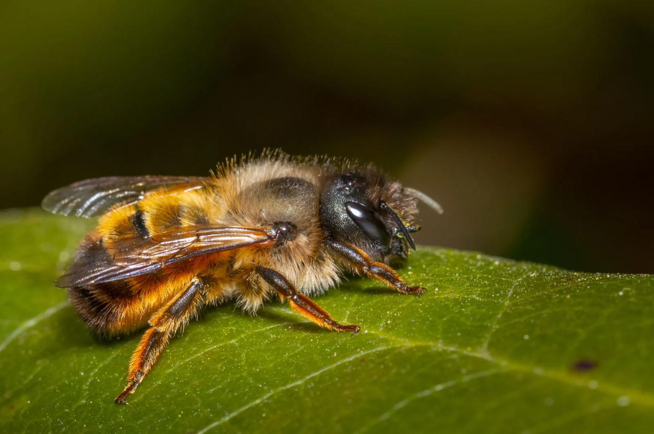 UP News, Bijnor, Bee Attack