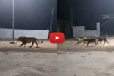Viral Video: Lion enters village in Gir Somnath, Gujarat, chased away by dogs