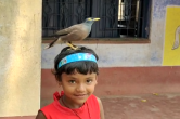 West Bengal, West Bengal News, Common Myna Bird, Mayna Ankita Friendship, Panagarh, Panagarh News, Myna Ankita Viral News