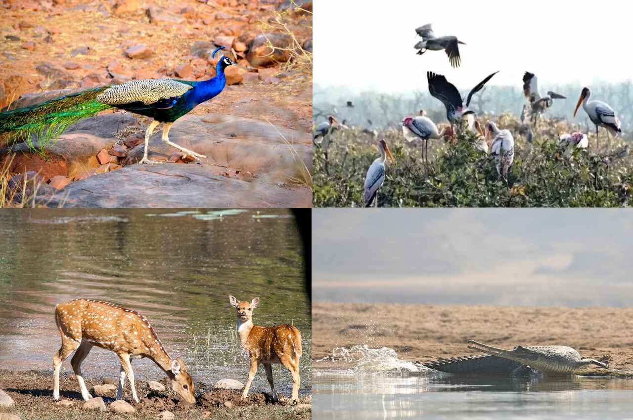 World Wildlife Day Madhya Pradesh National Park and Wildlife World Wildlife Day Madhya Pradesh National Park and Wildlife