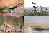 World Wildlife Day Madhya Pradesh National Park and Wildlife