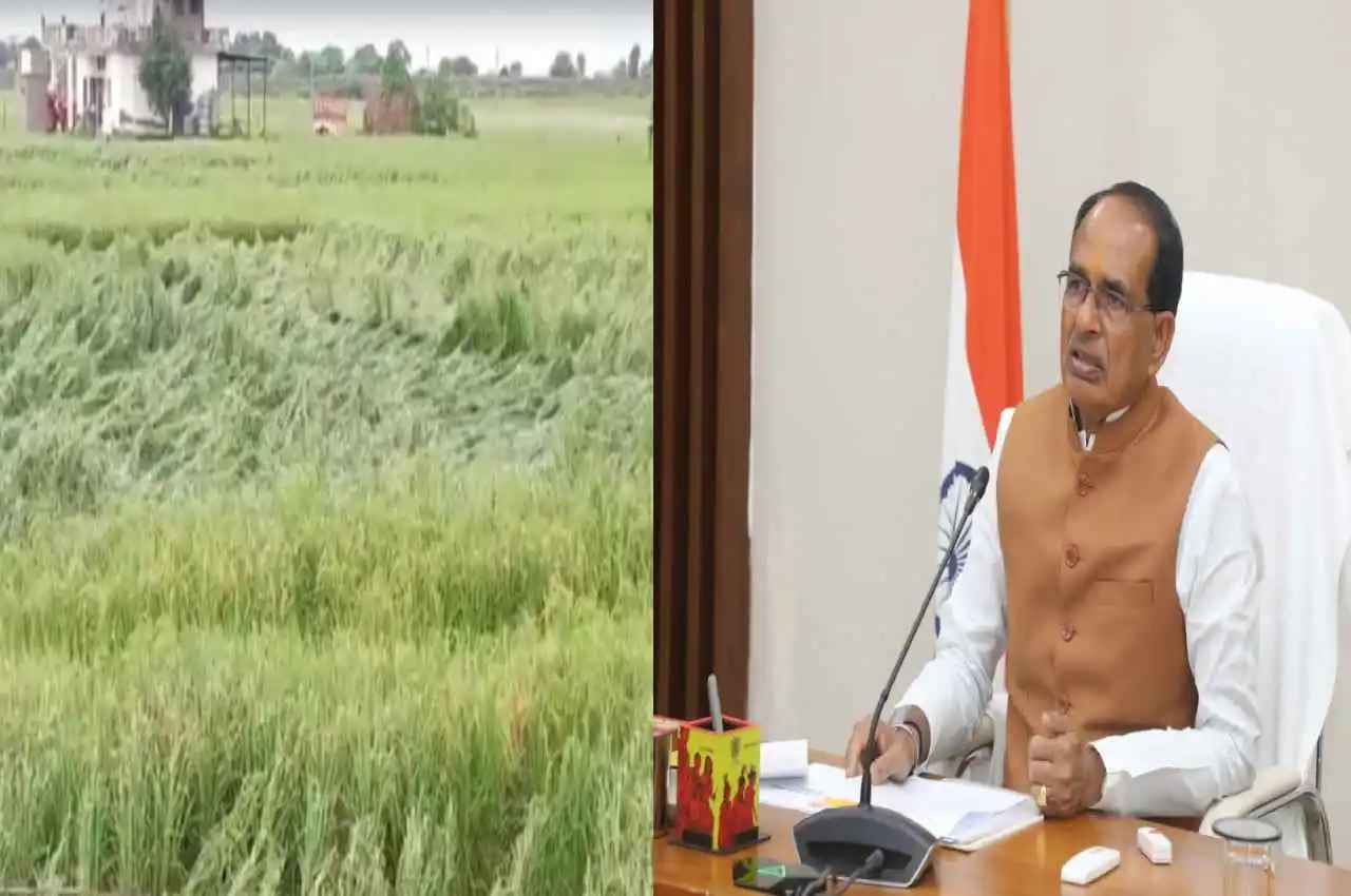 मध्य प्रदेश के किसानों के लिए जरूरी खबर, बर्बाद हुई फसलों पर लिया बड़ा फैसला