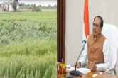 cm shivraj singh chouhan instructions collector survey crops damaged