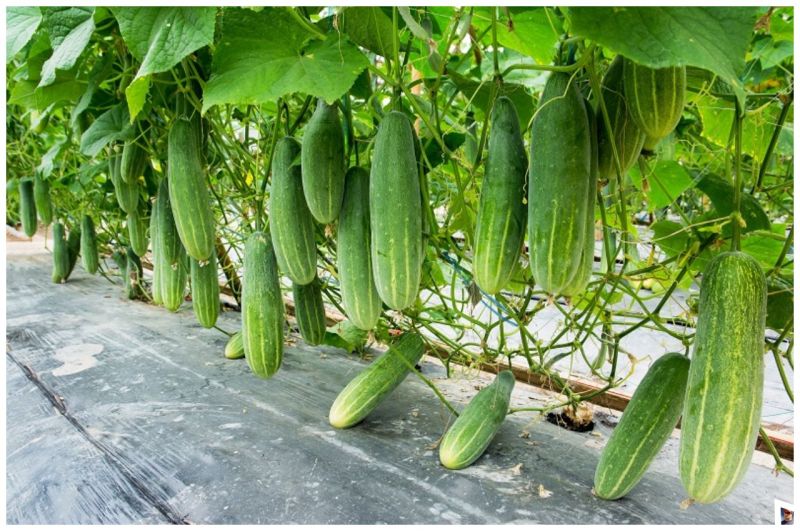 Cucumber Benefits