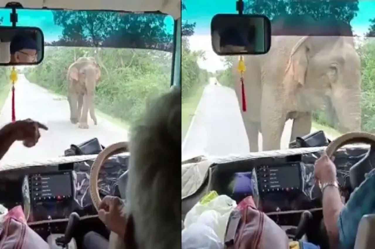 Video: हाथी को सामने देख सैलानियों की निकली हवा! करने लगे ऐसा काम