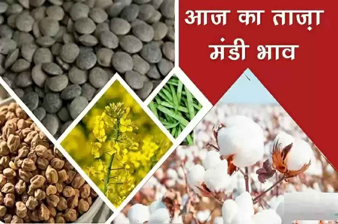 Aaj Ka Mandi Bhav: सरसों के साथ-साथ मूंग और ग्वार के भी नए रेट आए सामने, जानिए- क्या महंगा, क्या सस्ता