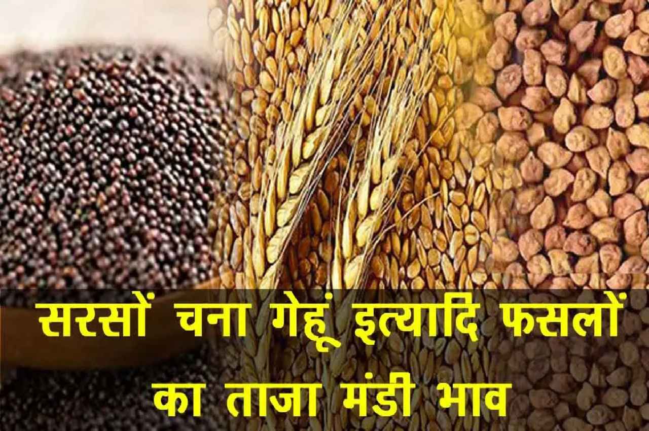 Aaj Ka Mandi Bhav: सरसों, चना व गेहूं के नए दाम आए सामने, जानिए- क्या महंगा, क्या सस्ता