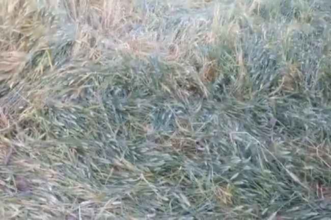 mp weather rain and hailstorm damaged 80 percent crop madhya pradesh