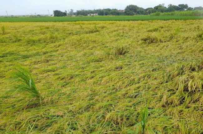 mp weather update today Heavy rain alert