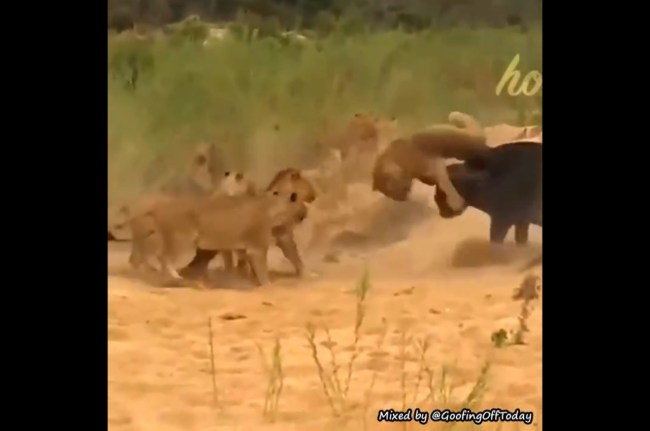 viral video, trending video, reel, jungle video