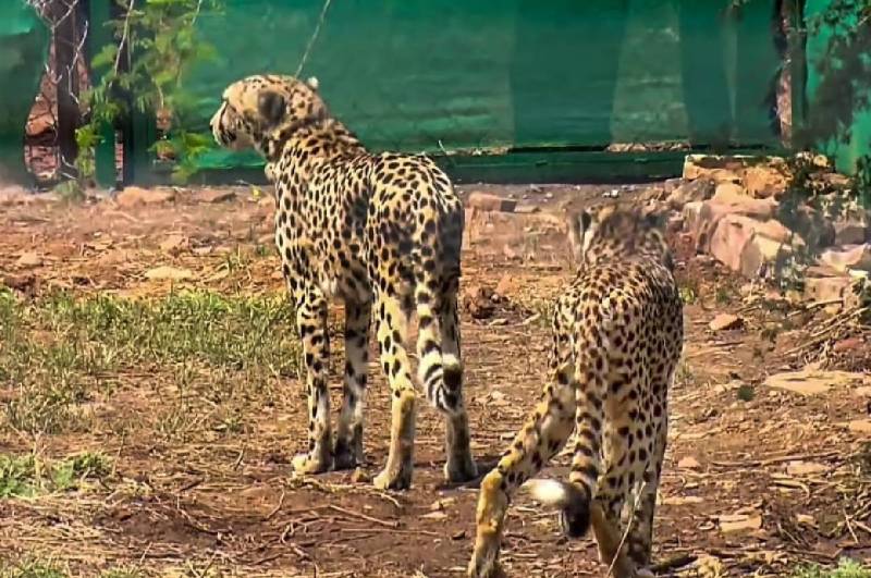 African cheetahs of Kuno National Park