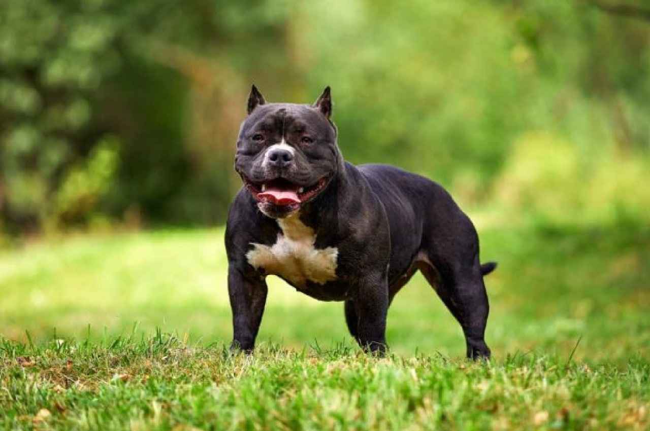 American Bully