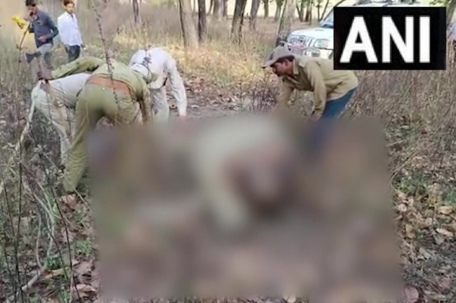 Bandhavgarh Tiger Reserve Tigers In Madhya Pradesh, Elephant, Bandhavgarh Tiger Reserve, Madhya Pradesh