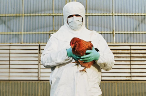  H3N8 bird flu, China, WHO, World Health Organization