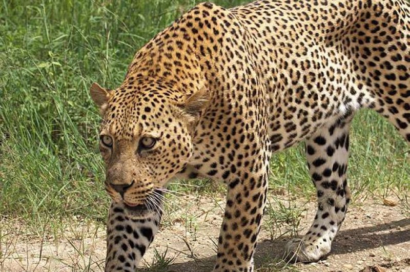 Cheetah Oban, Kuno National Park, MP News, Cheetah Entered Village