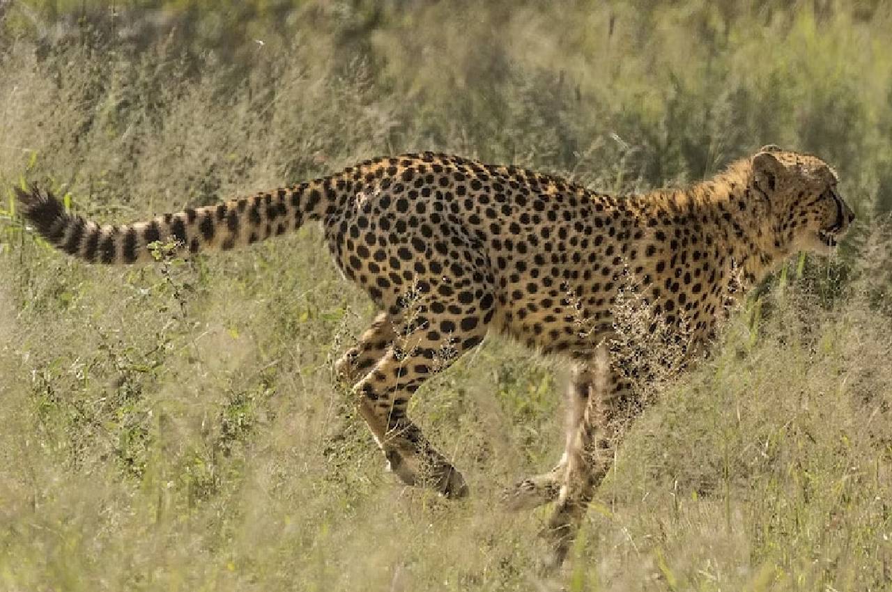 Cheetah Ovan (file photo)