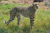 Cheetah Uday in Kuno National Park