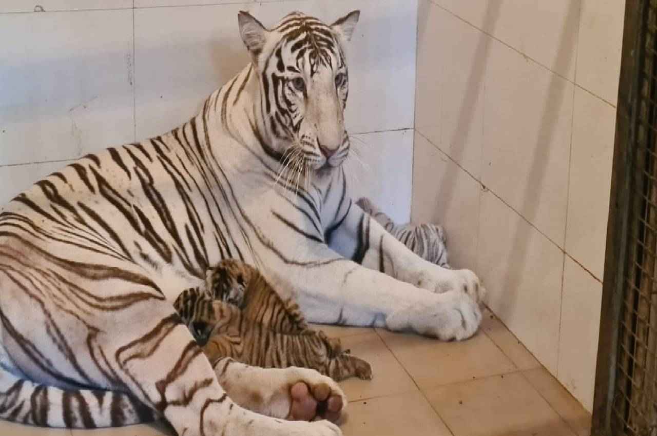 ग्वालियर चिड़ियाघर में आए नन्हे मेहमान, सफेद टाइगर मीरा ने 2 पीले और एक सफेद शावक को दिया जन्म