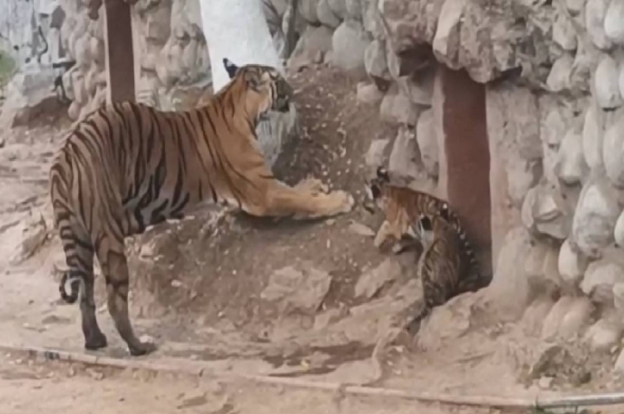 Gwalior zoo