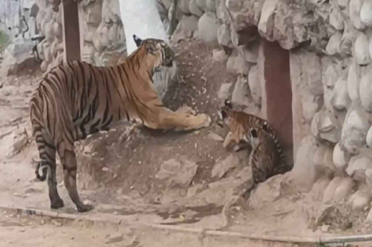 ग्वालियर चिड़ियाघर में उमड़ी सैलानियों का भीड़, नन्हे शावकों की कदम ताल देखकर हो गए रोमांचित