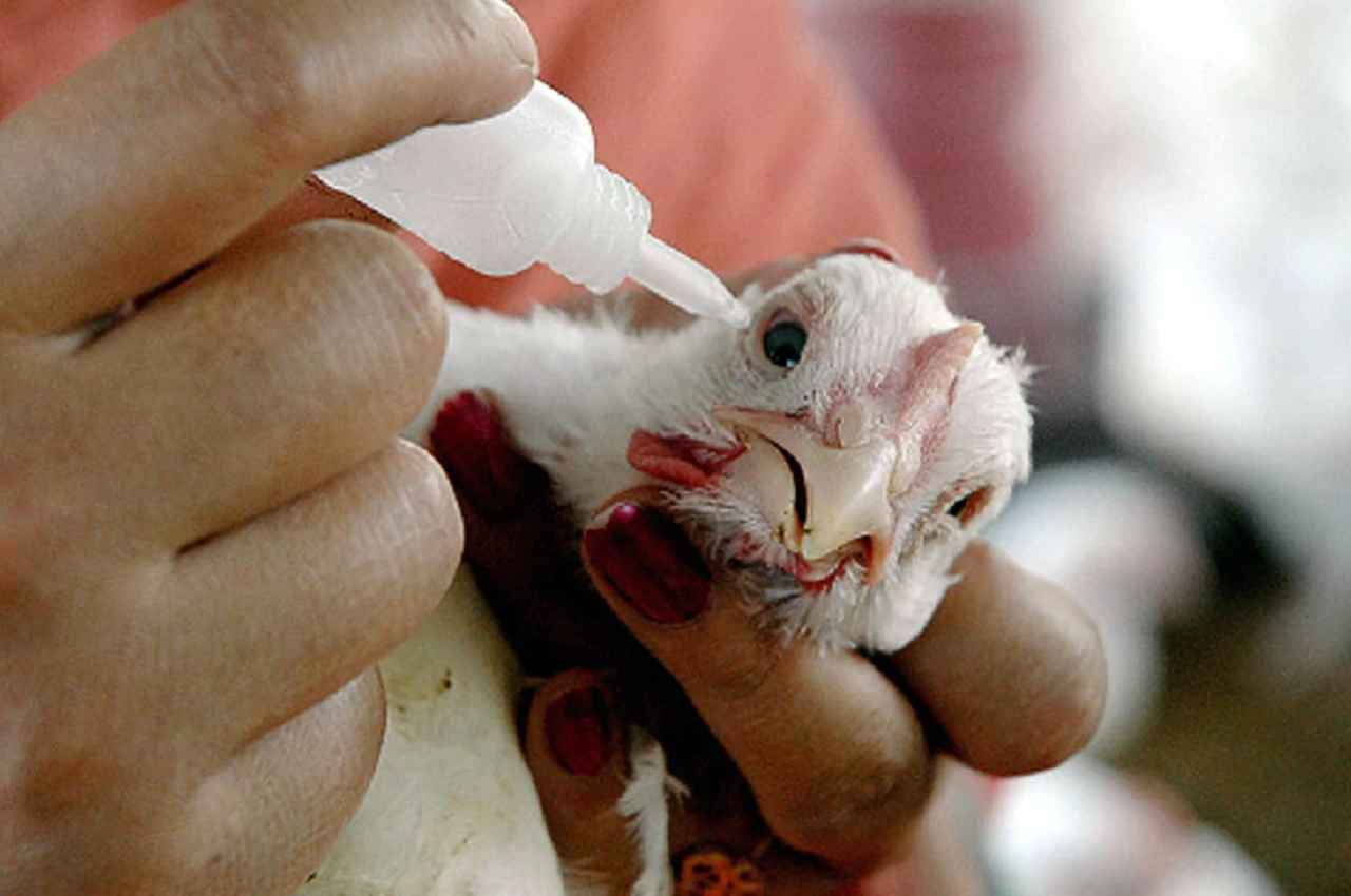 चीन में एक और वायरस ने दी दस्तक, H3N8 बर्ड फ्लू से हई पहली मौत