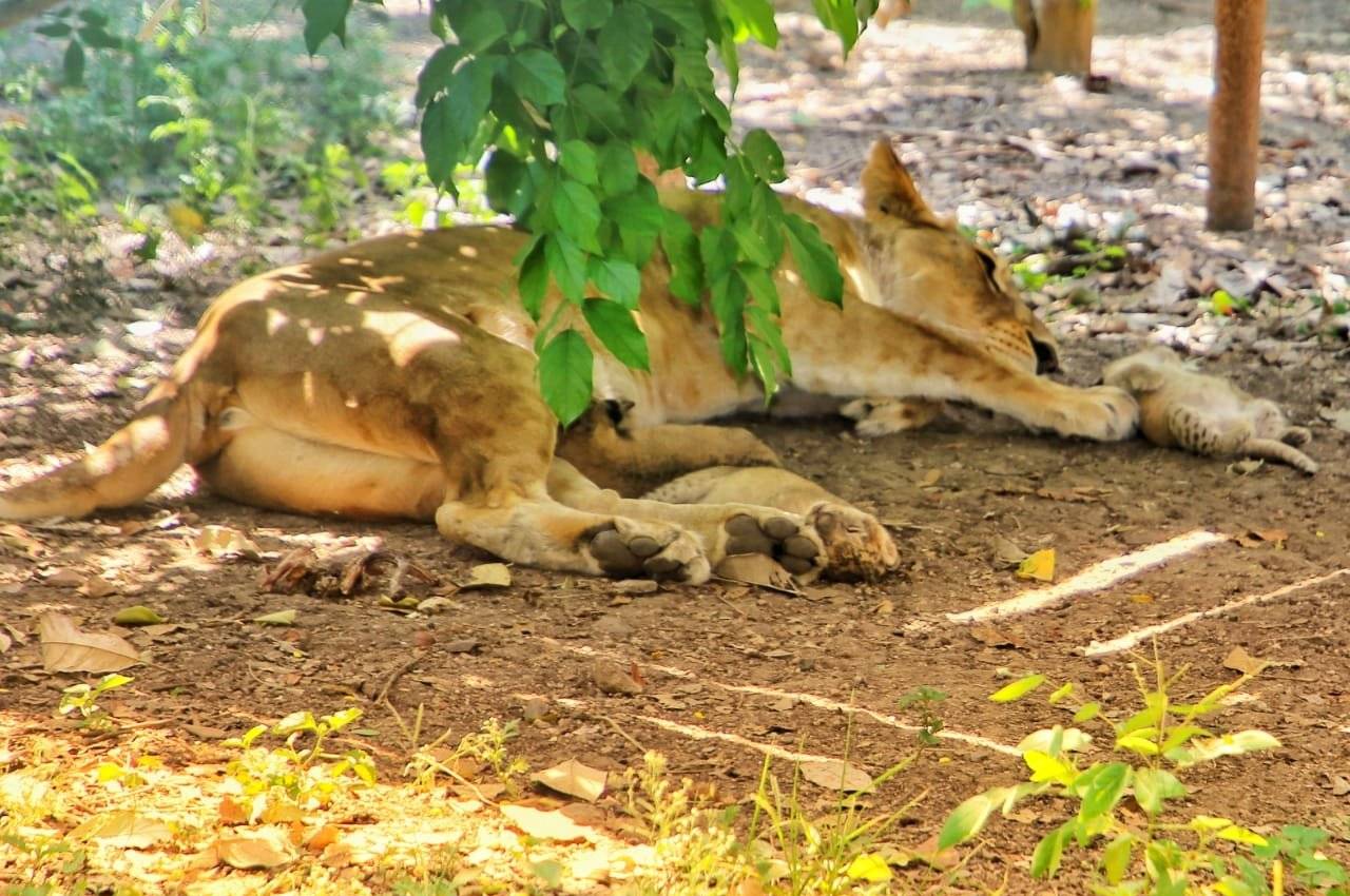 Indore zoo Lioness Sundari gave birth to cubs