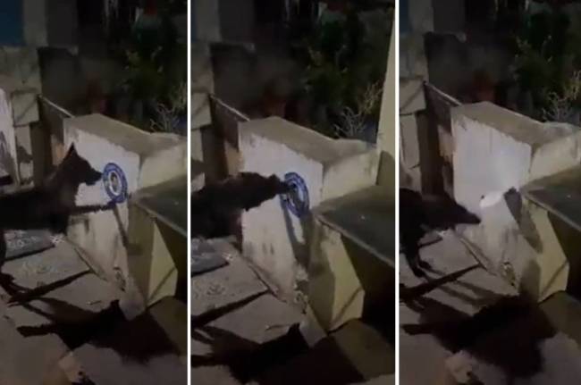 andhra pradesh, jagan mohan reddy,police complaint against dog
