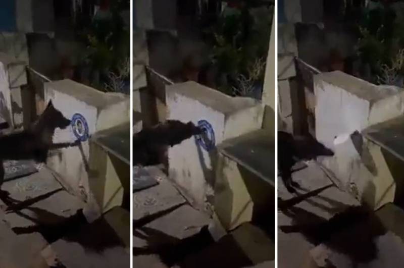 andhra pradesh, jagan mohan reddy,police complaint against dog
