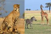 Madhya Pradesh zebras and giraffes