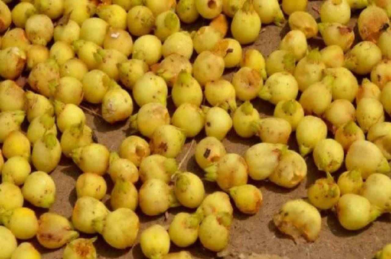 Mahua of Madhya Pradesh Mahua of Madhya Pradesh