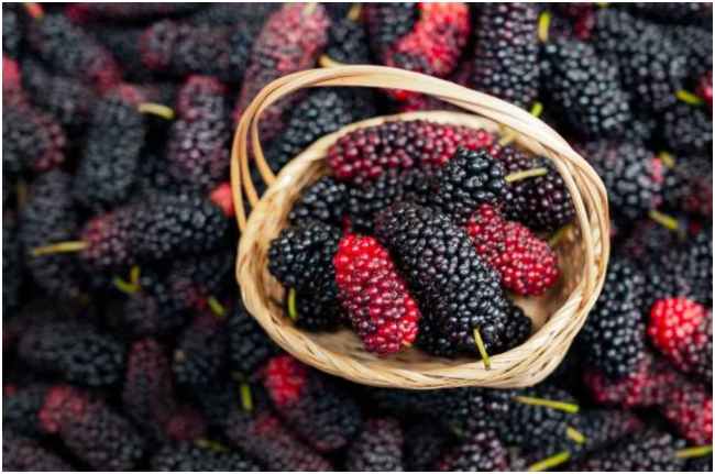 Mulberry Benefits