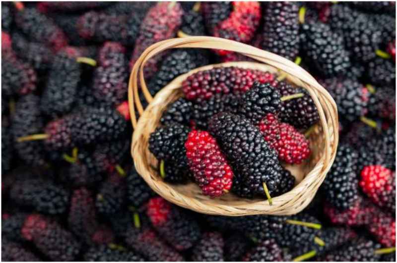 Mulberry Benefits