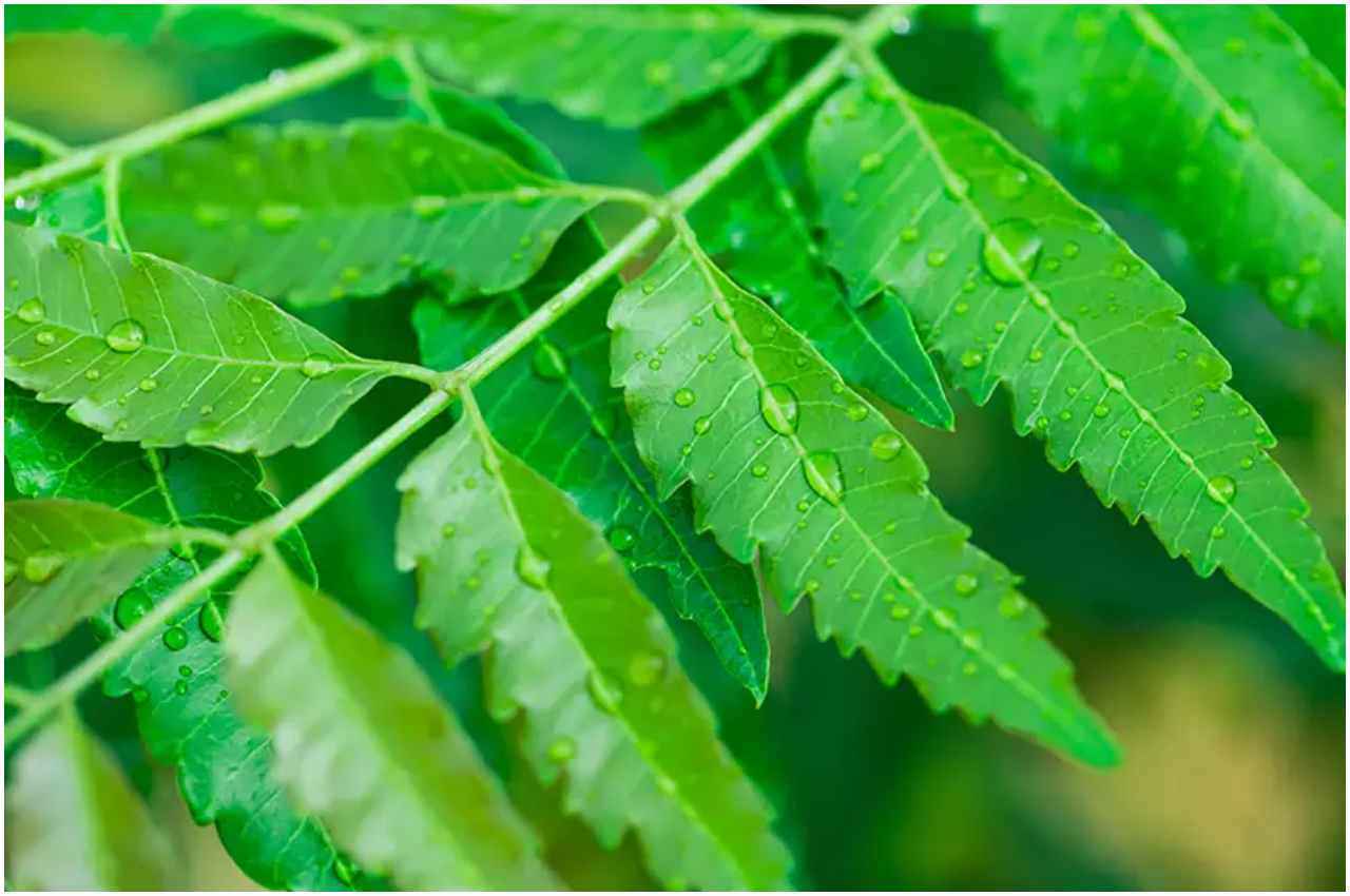 Neem Health Benefits: डायबिटीज, पाचन और घाव ही नहीं बल्कि इन बीमारियों का भी रामबाण इलाज है नीम, जानें फायदे