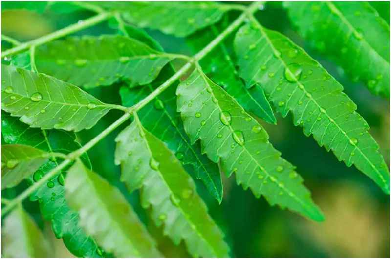 Neem Health Benefits