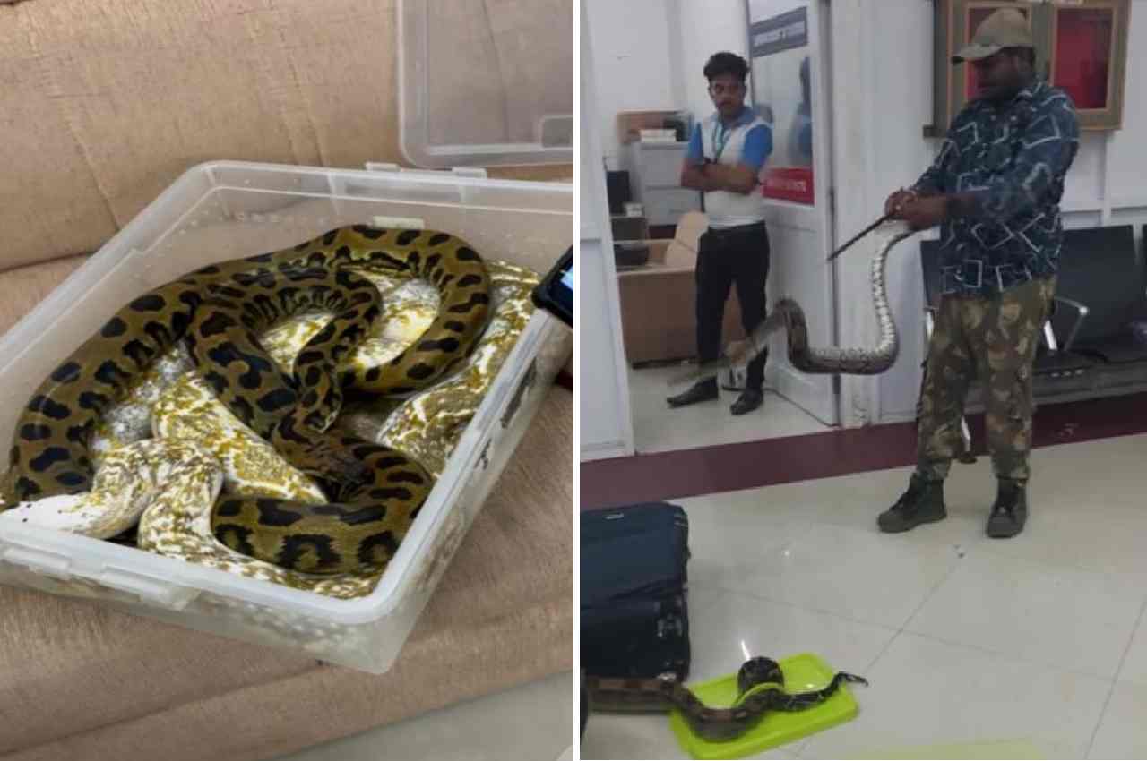 Chennai Airport,Snakes