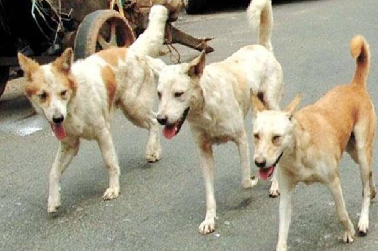 Terror of stray dogs in Gwalior