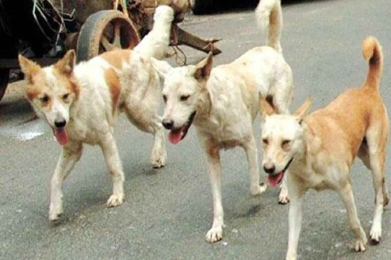MP के इस शहर में आवारा कुत्तों का आतंक, अस्पतालों के आंकड़ों ने चौकाया