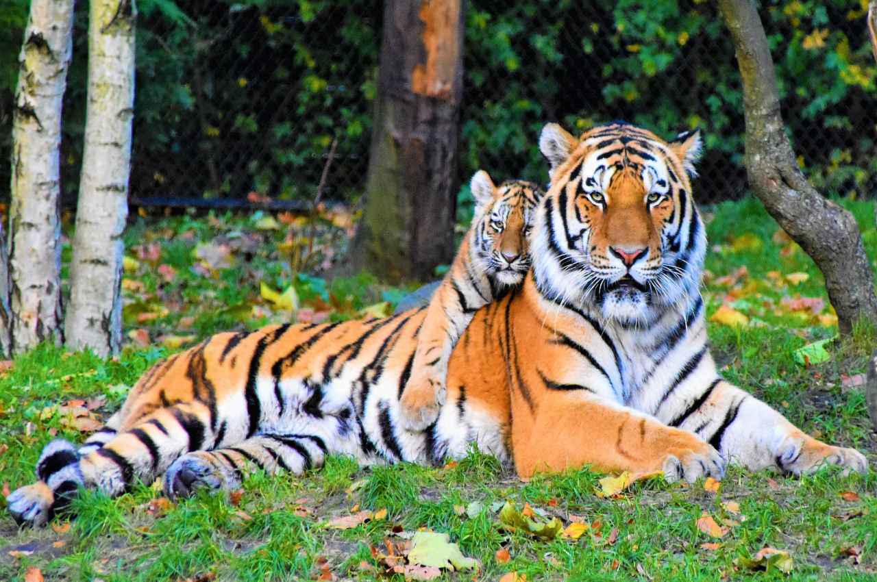 Tiger Deaths: बाघों के शिकार में आई कमी, सरकार ने संसद में पेश किए आंकड़े