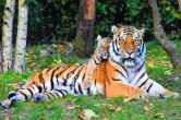 Tiger Deaths Report