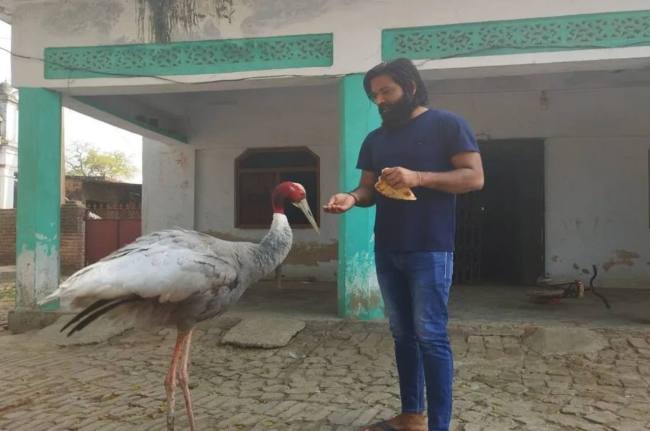 UP News, MP Varun Gandhi, Sarus Crane, Arif, Friendship, Uttar Pradesh News UP News, MP Varun Gandhi, Sarus Crane, Arif, Friendship, Uttar Pradesh News