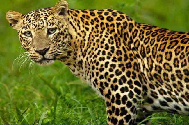 Uttarakhand News, Leopard, Udham Singh Nagar News, forest department, Uttarakhand Hindi News