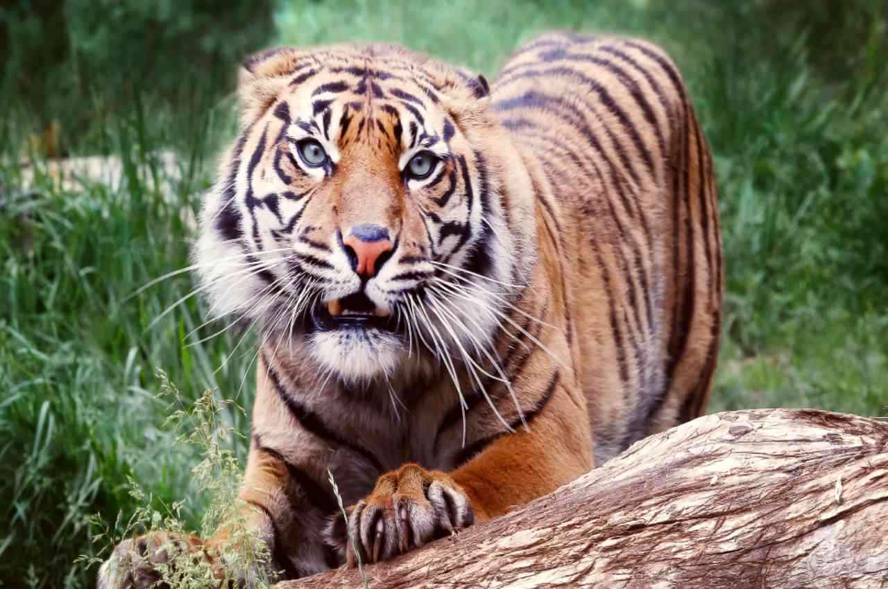 Uttarakhand News: पौड़ी गढ़वाल में आदमखोर बाघ का आतंक; बुजुर्ग को बनाया निवाला, दो तहसीलों में कर्फ्यू
