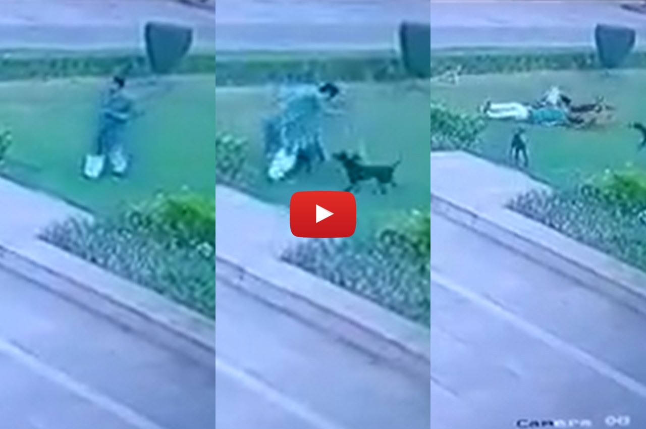 Viral Video, Dogs Attack, Aligarh Muslim University, Viral News, UP News