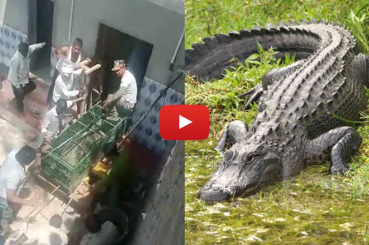 Viral Video: बाथरूम में बैठा था 7 फीट का मगरमच्छ; गांव वालों के उड़े होश, रेस्क्यू में लगे दो घंटे