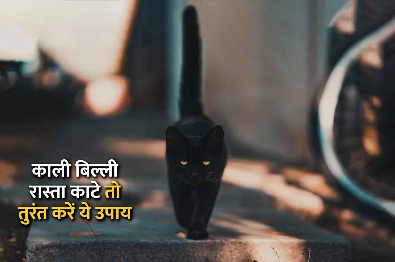काली बिल्ली रास्ता काटे तो तुरंत करें ये उपाय, बड़े से बड़ा दुर्भाग्य भी सौभाग्य में बदल जाएगा