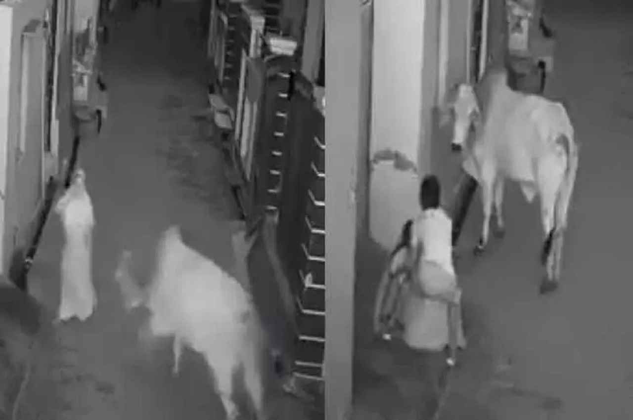 बहादुर लड़का महिला के लिए बना रक्षक, खतरनाक सांड़ से बचाने के लिए जोखिम में डाल दी खुद की जान