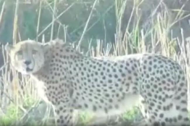 Kuno National Park, Namibian Cheetah, Madhya Pradesh, Wildlife
